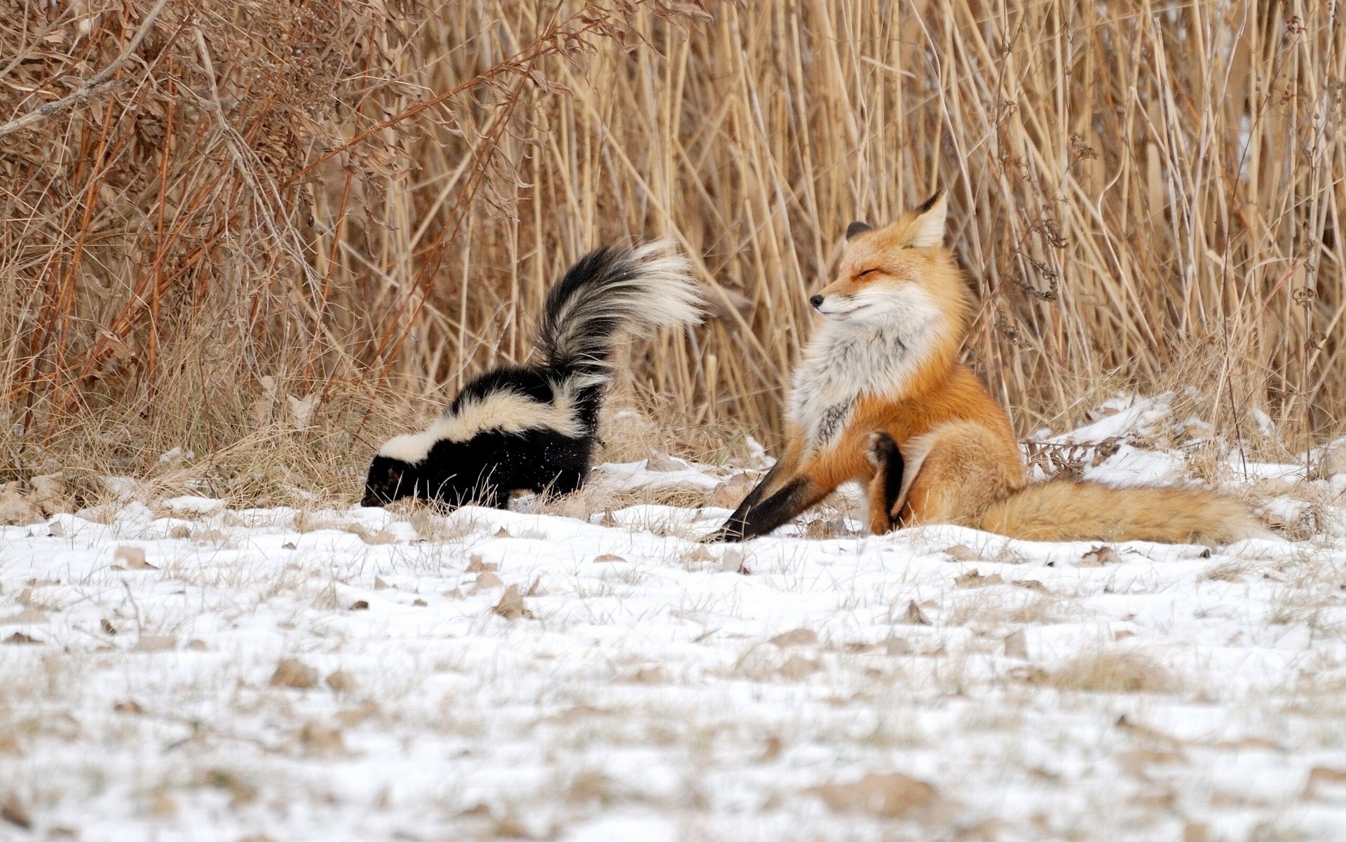 fuchs stinktier situation winter schnee schilf