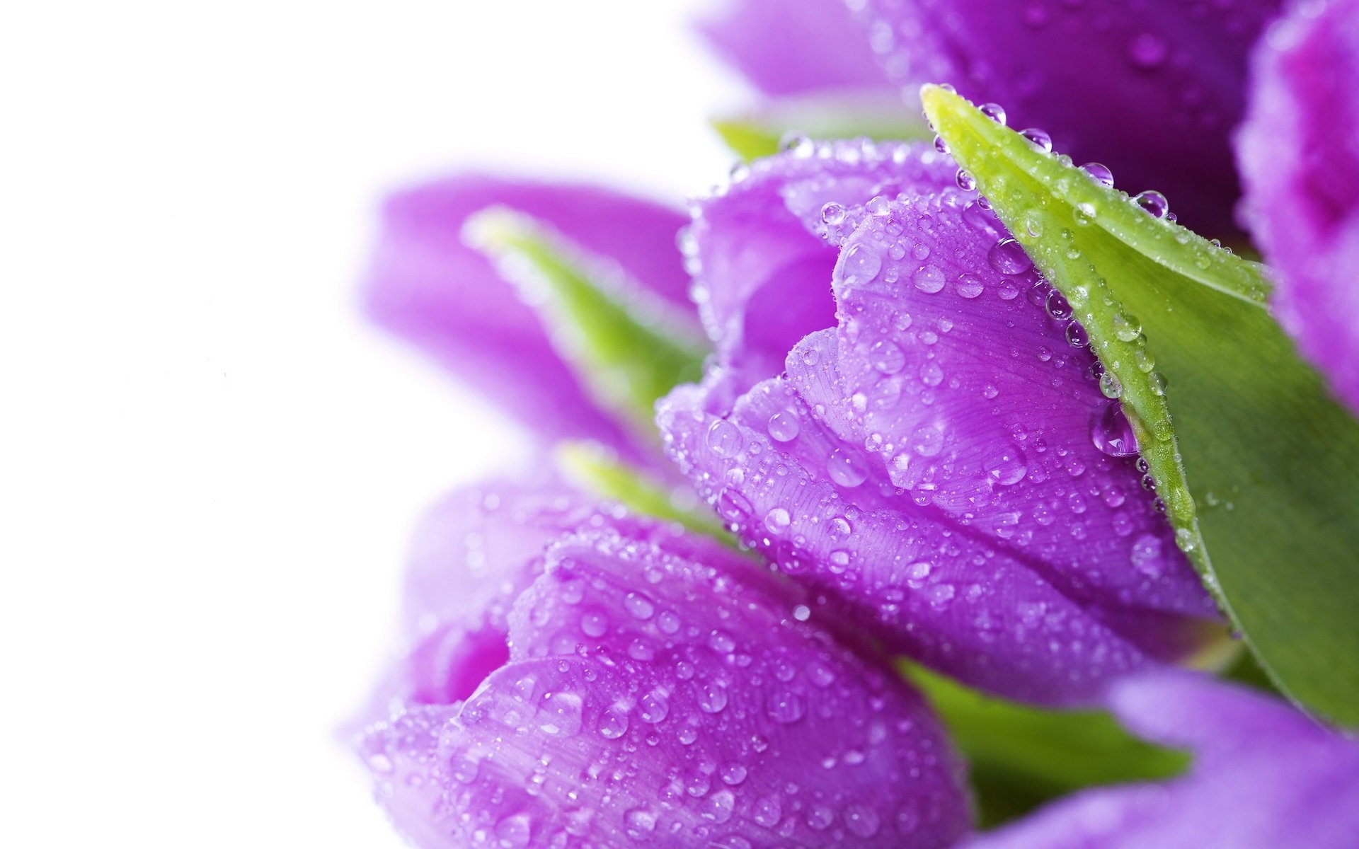 цветы tulips bouquet тюльпаны bright flowers water drops violet beauty