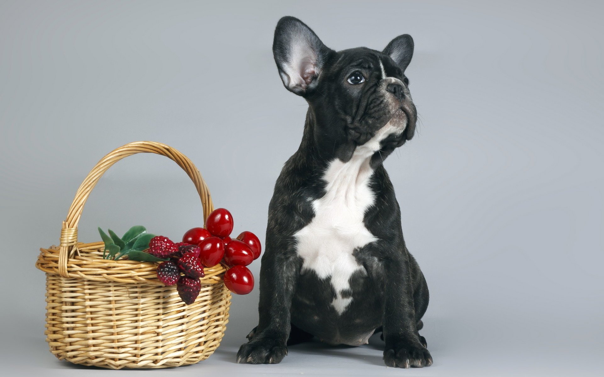 dog puppy basket