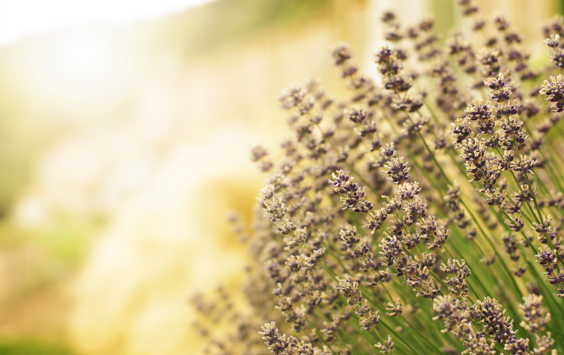 blumen lavendel feld unschärfe lila licht