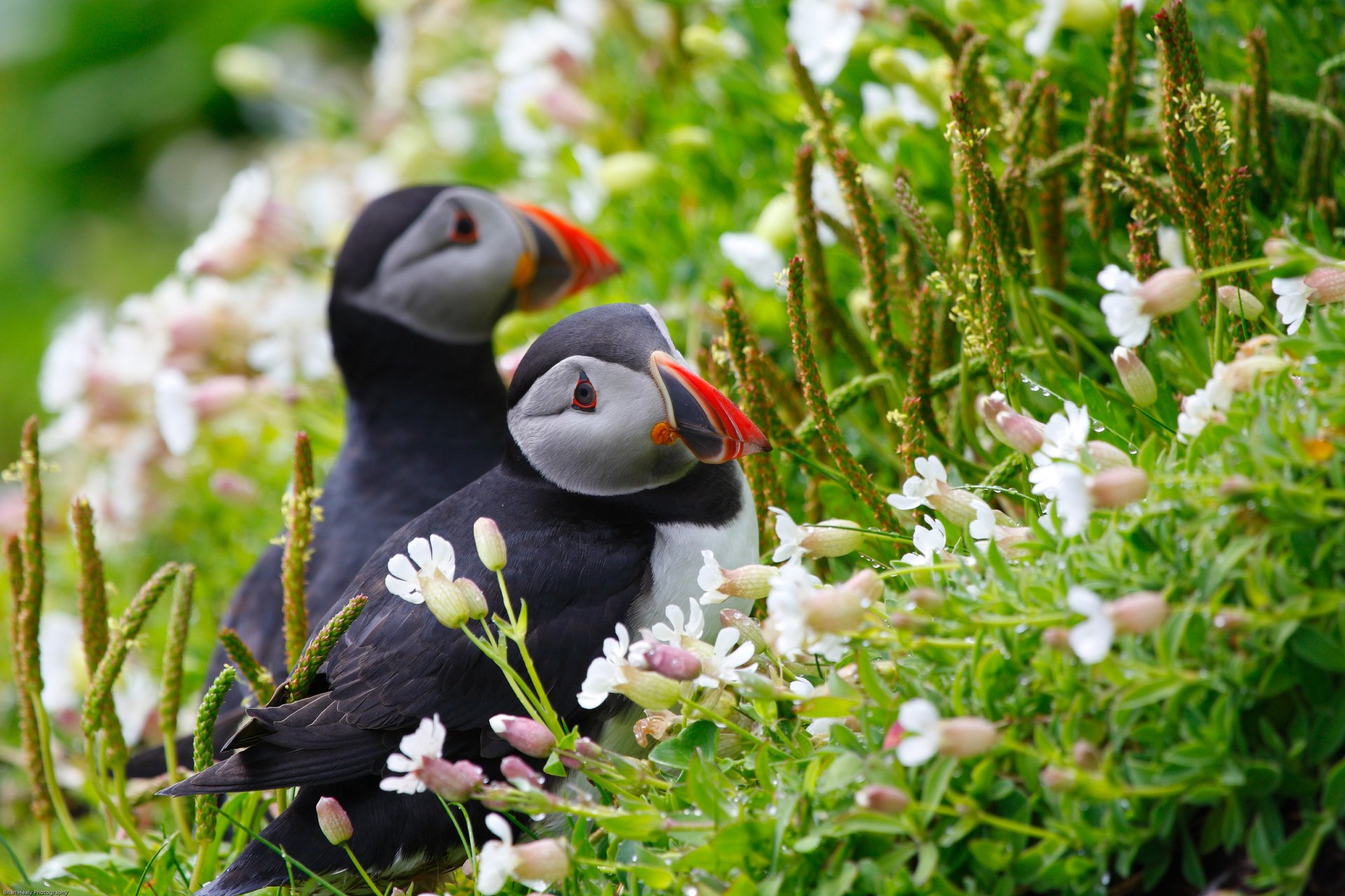 kwiaty ptaki rosa kłoski para maskonury trawa puffin