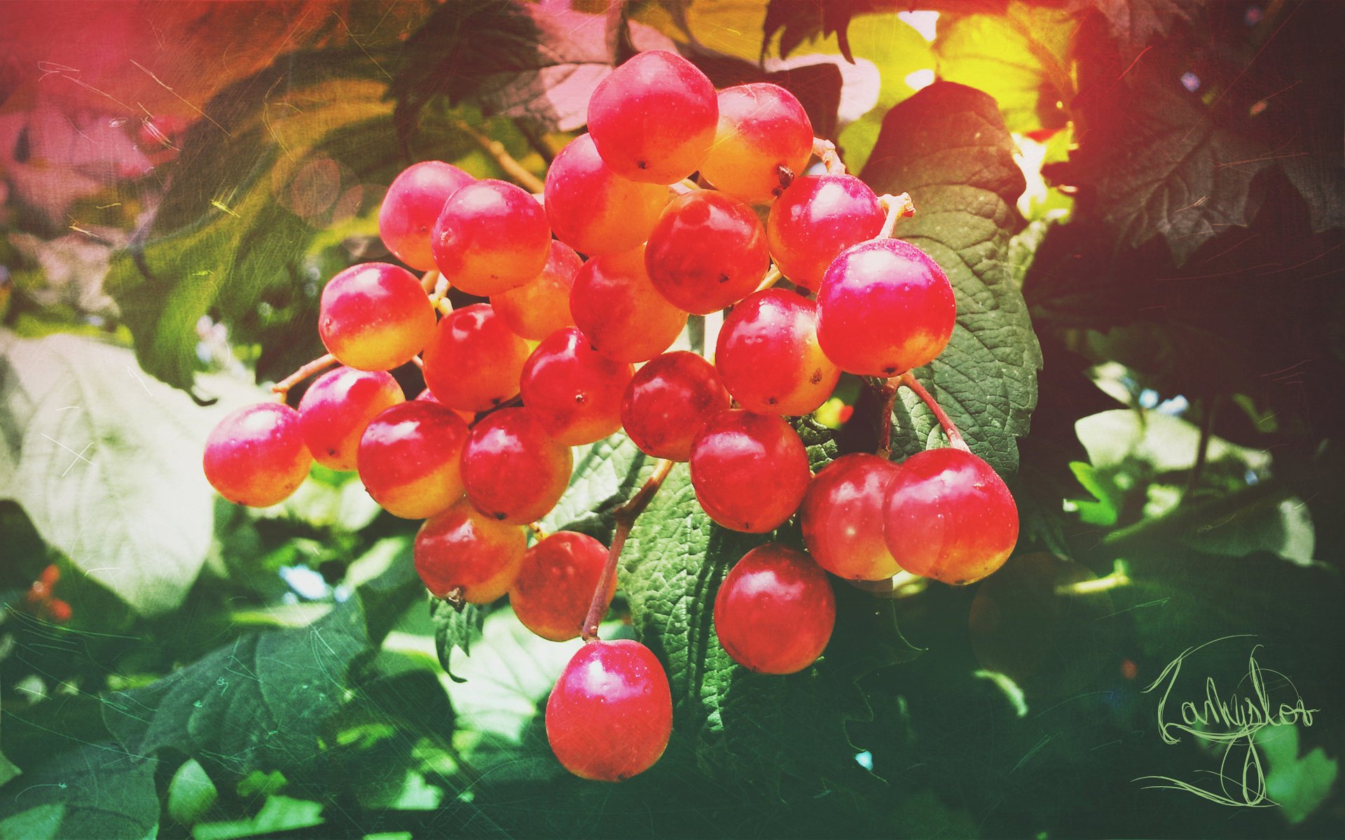 viburnum verano rojo bayas naturaleza