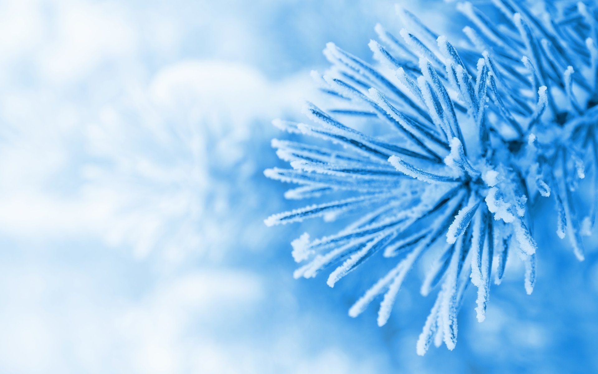 macro snow christmas tree christmas tree winter spruce winter snow blue