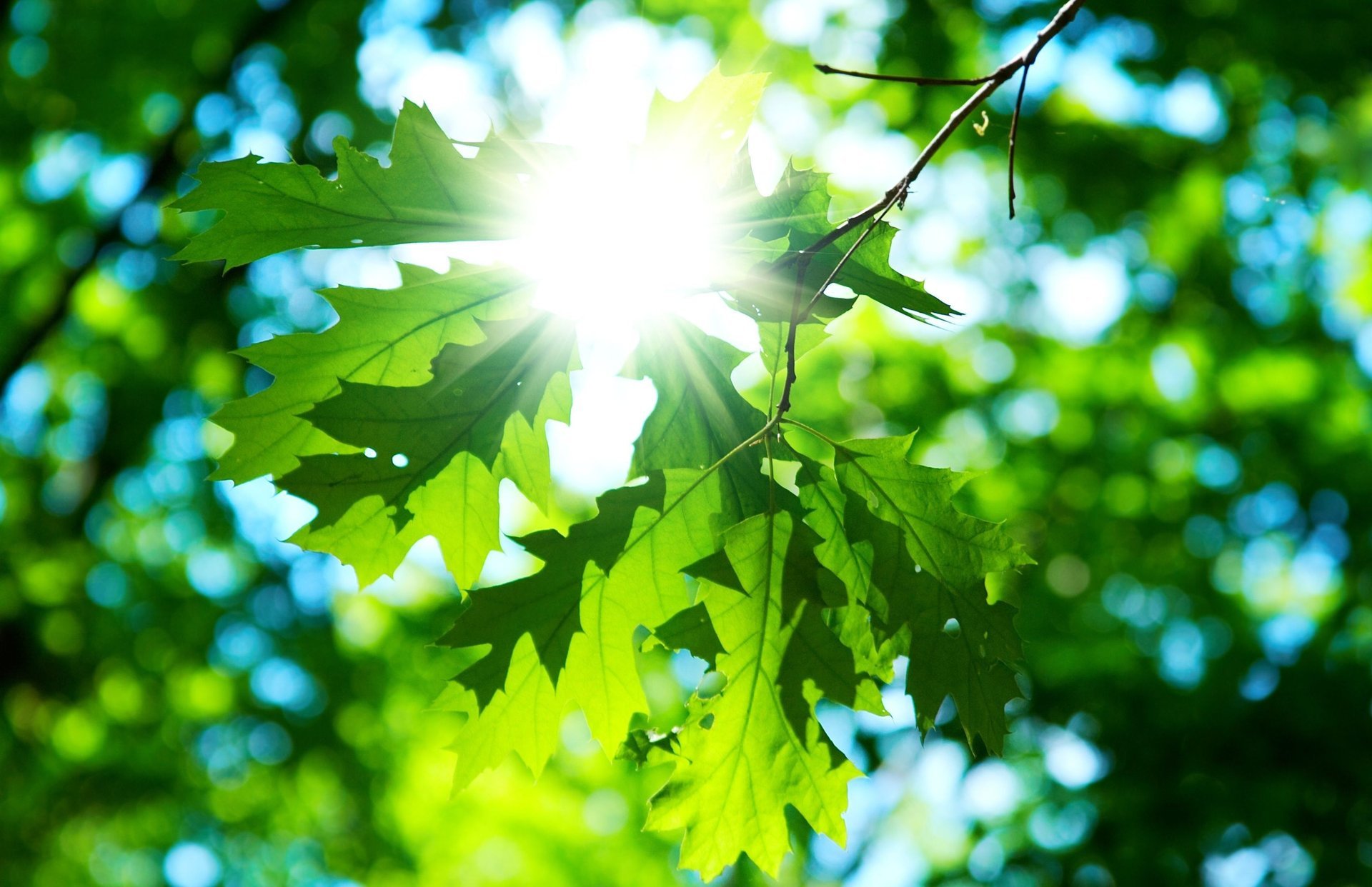 macro green sun day macro leaves leaf sun