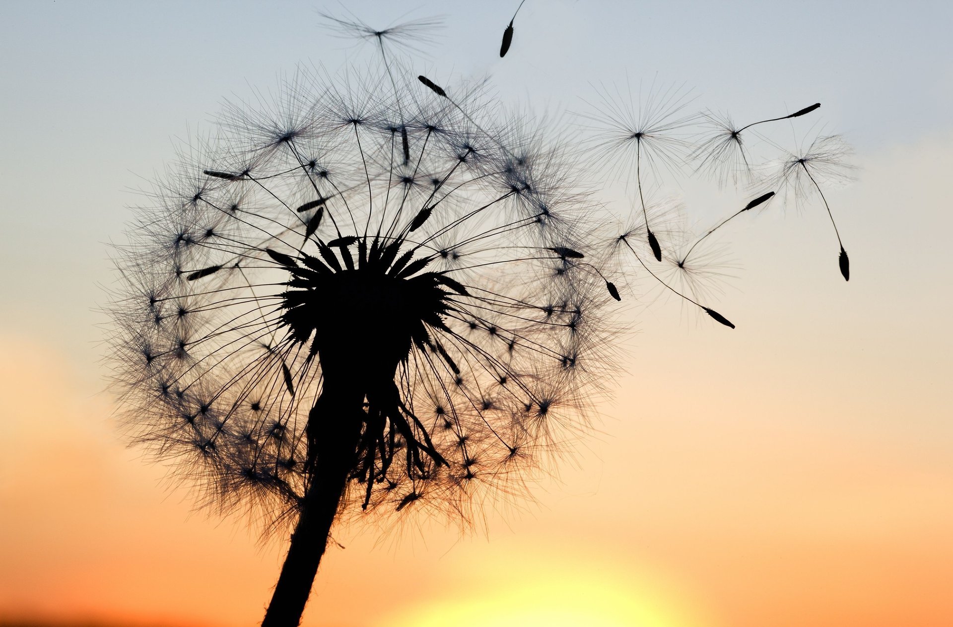 flowers macro silhouette dandelion sunset plant the sky