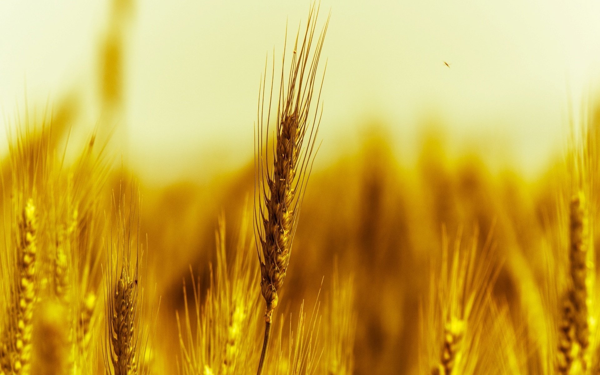 macro ears spike wheat nature rye