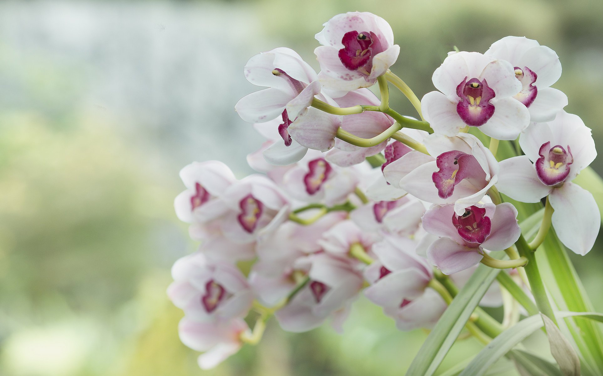 orquídeas fondo desenfoque rosa blanco