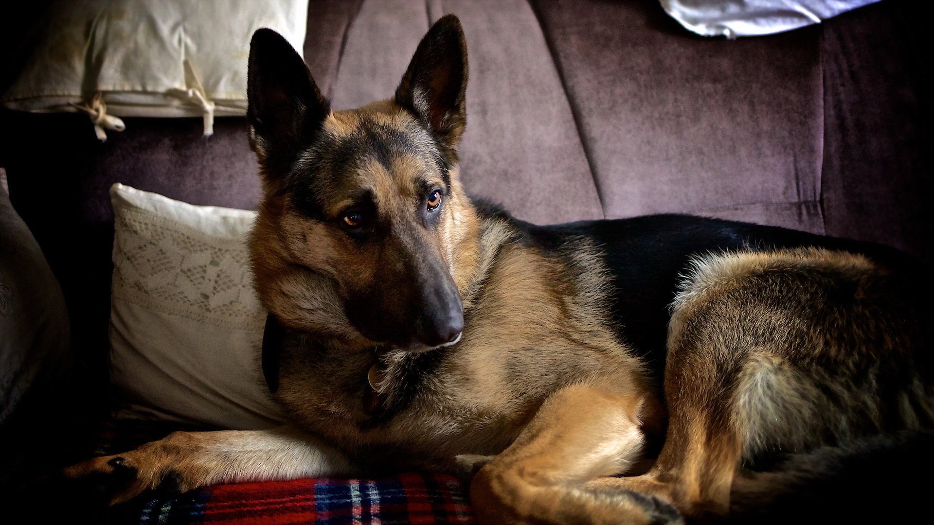 perro mirada amigo