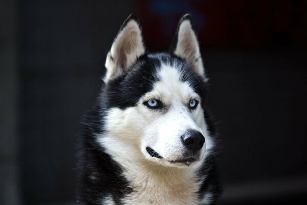 Sad husky looks with his beautiful blue eyes