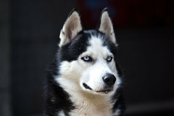 Smutny Husky patrzy swoimi pięknymi niebieskimi oczami