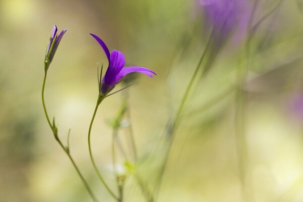 Purple flower on a blurry background