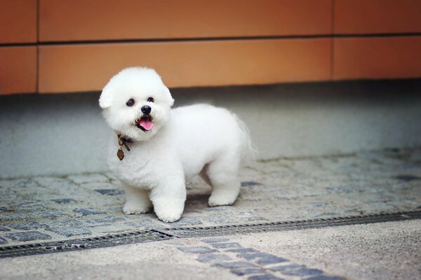 Piccolo cane di peluche di colore bianco