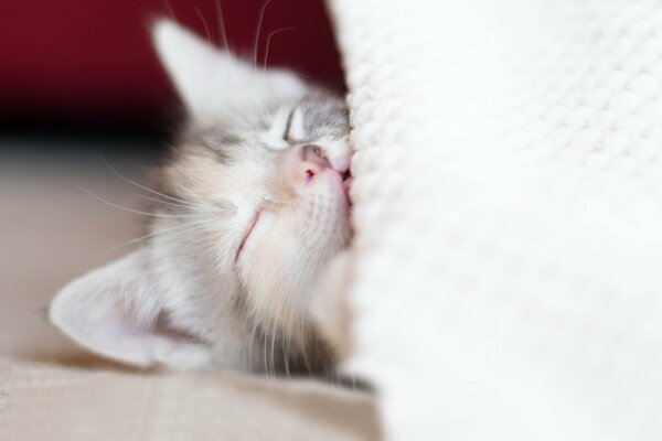 The serene sleep of a fluffy baby