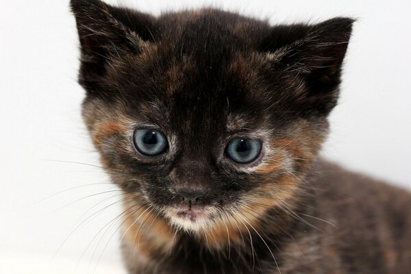 Tricolor cat brings happiness