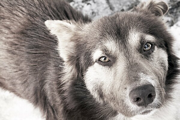 Les yeux tristes du chien semblent regarder dans l âme