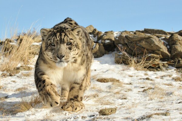 Léopard des neiges marchant doucement sur les rochers