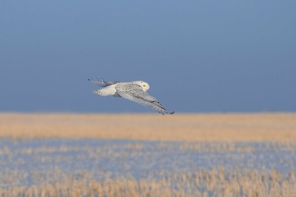 Vol calme d un hibou blanc sur les herbes sèches