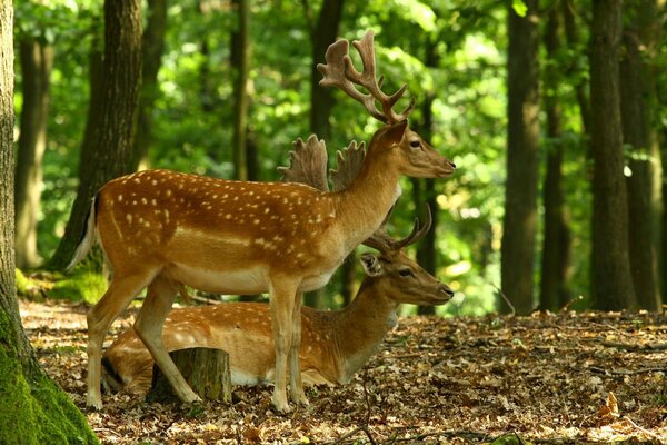 Horned deer relax in nature