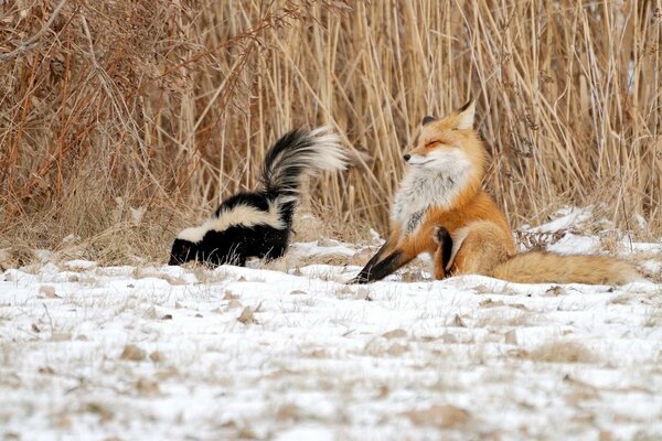Lis i skunks w trzcinach na śniegu