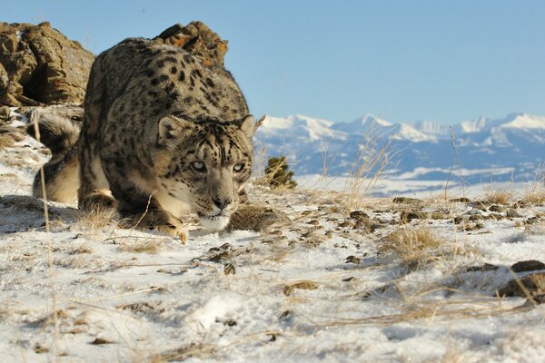 Snow leopard before jumping in the mountains