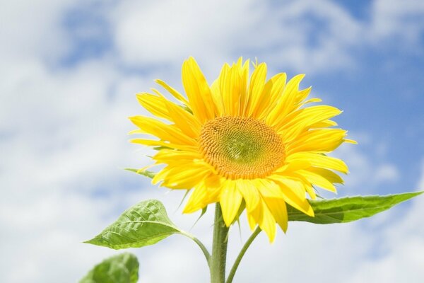 Leuchtend gelbe Sonnenblume auf einem himmelblühenden Hintergrund