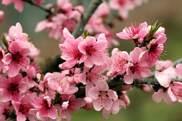 Muchas flores Rosadas en una rama