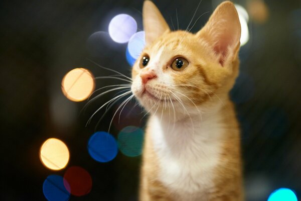 Gatito rojo con reflejos de color