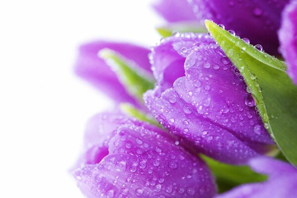 Purple tulips large with dew drops