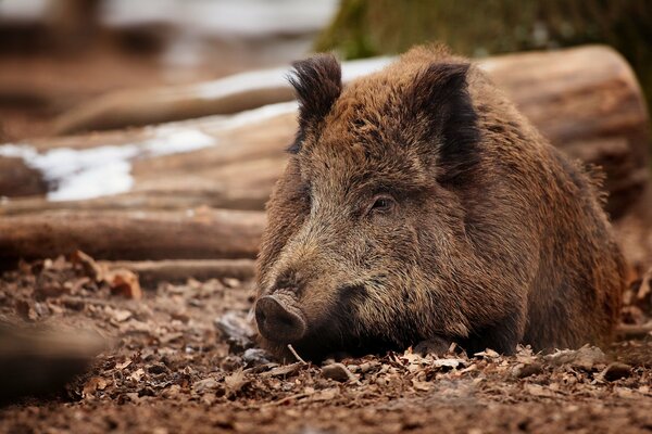 The boar lay down to rest on the ground in early spring