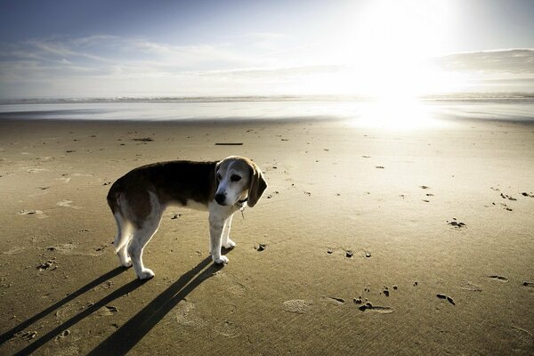 Chien solitaire sur beau fond marin