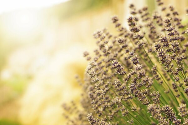 Lavendel in der warmen Sonne