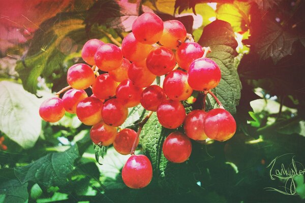 Red viburnum berries on a branch