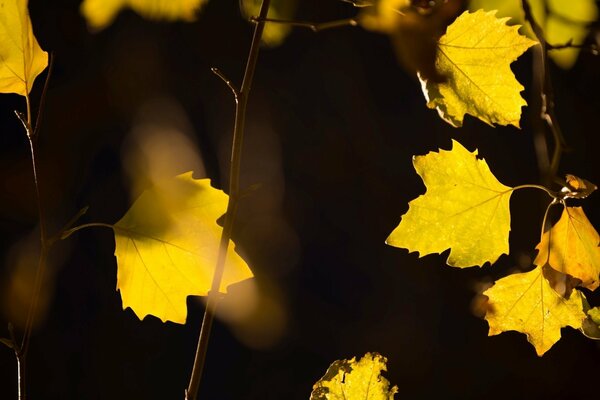 Foliage on tree branches on a dark night