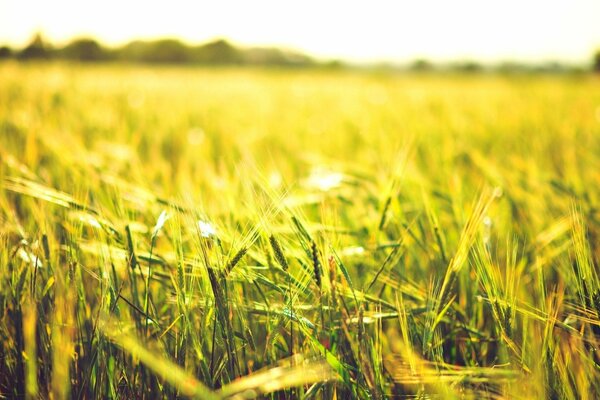 A field with ears of wheat