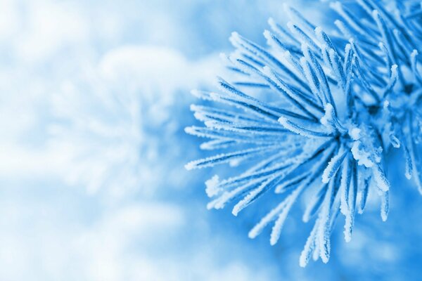 Blue snow on Christmas tree needles
