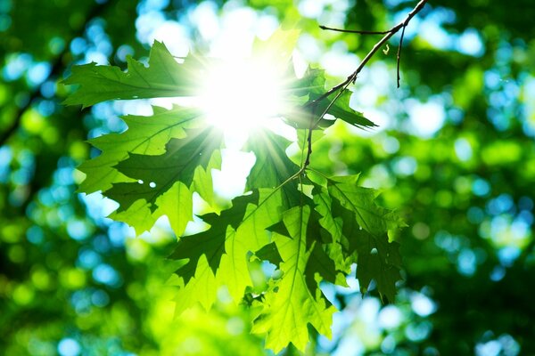 Maple leaf in the sun