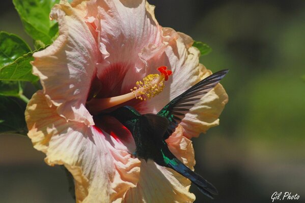 Colibrí recoge néctar de hibisco