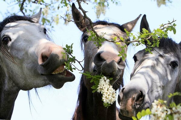 White horses eat acacia flowers