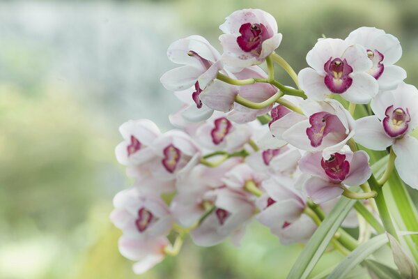 Bouquet di orchidee bianco-rosa su sfondo sfocato