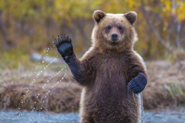 Brown bear cub waves his paw