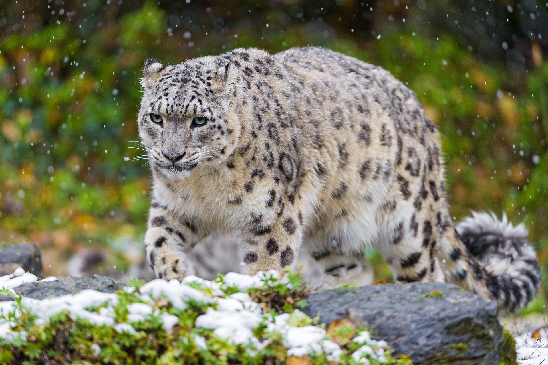 leopardo de las nieves gato irbis depredador nieve