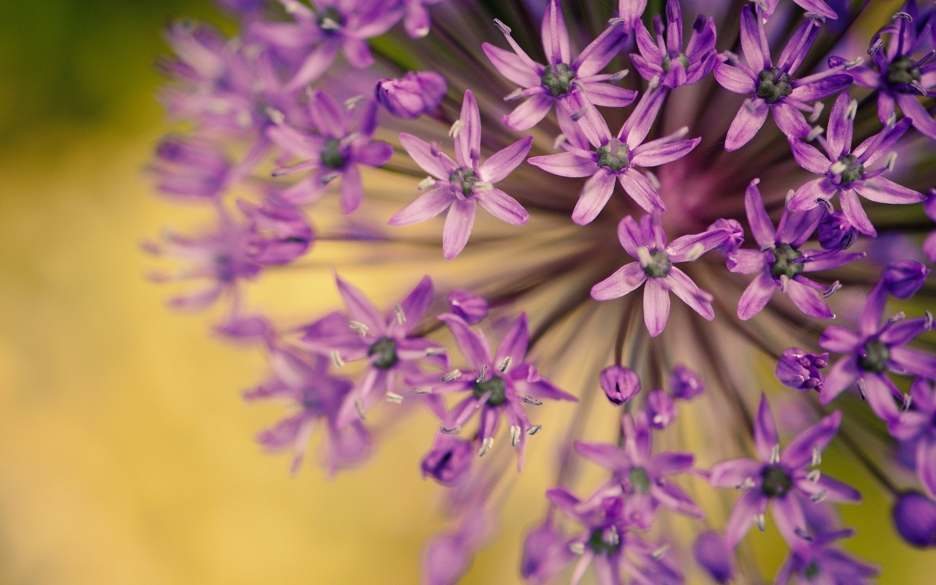 gros plan fleurs violet fleurs flou pétales