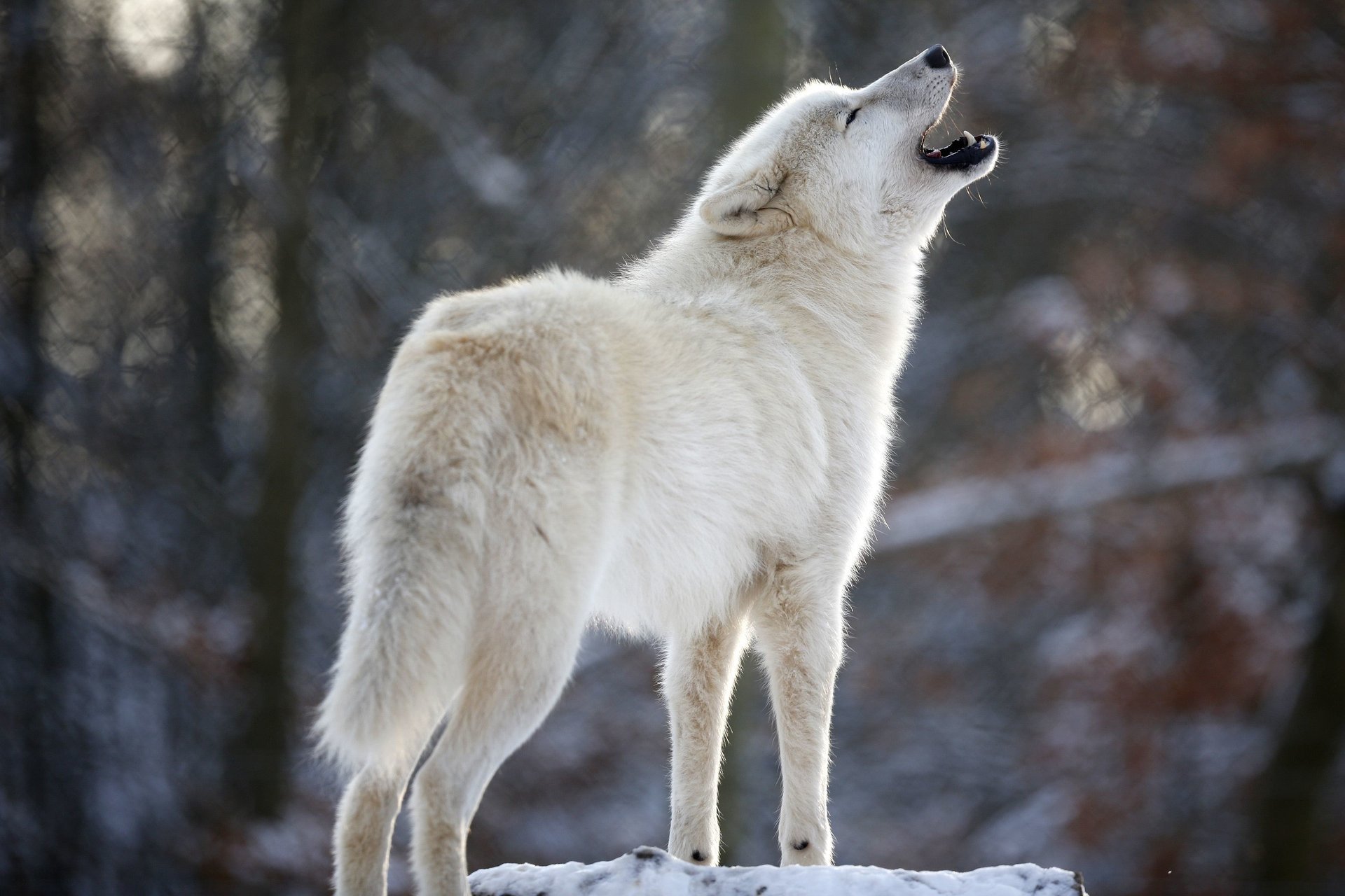 ululato lupo predatore lupo bianco