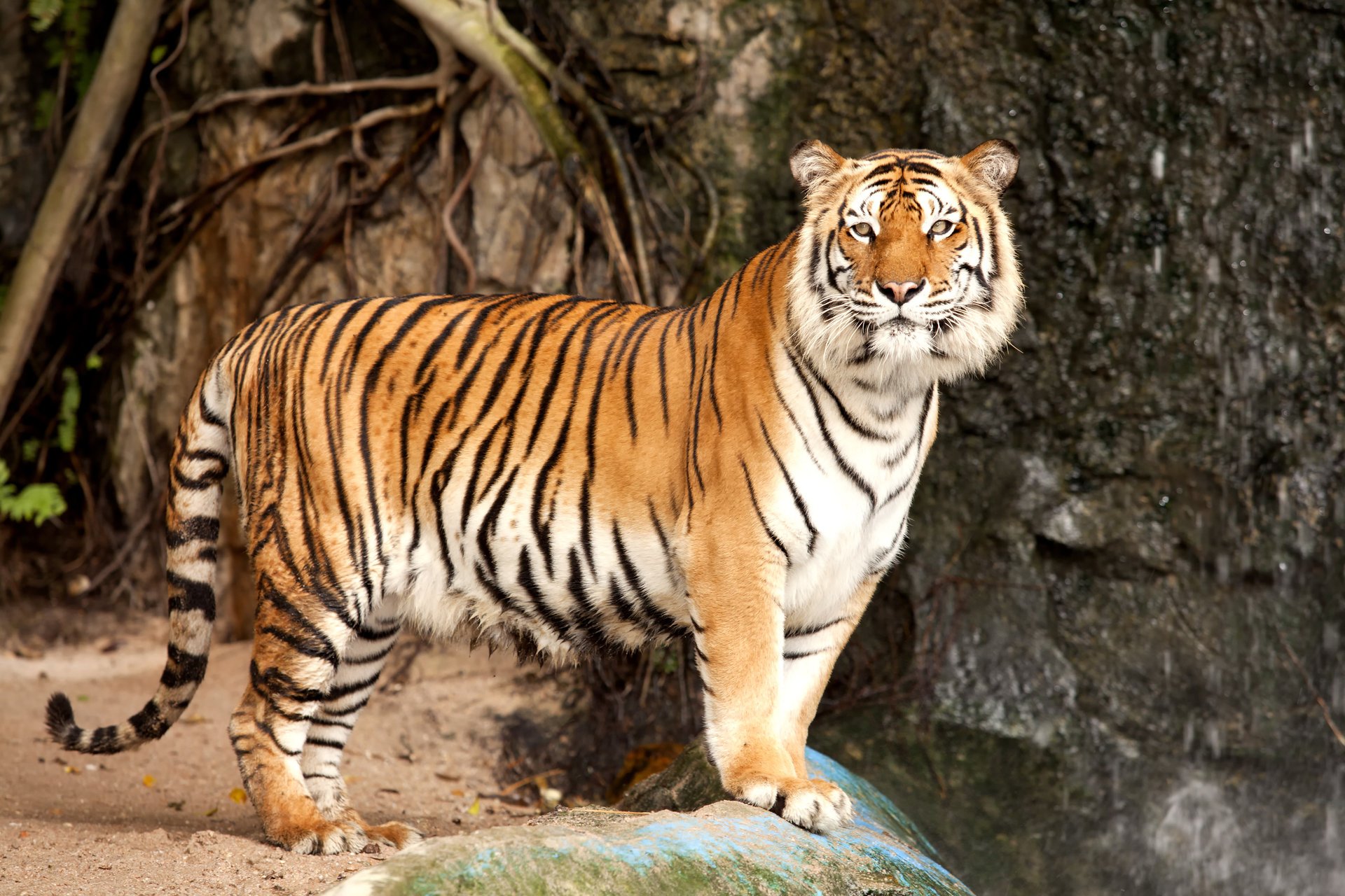 amur-tiger tiger stein katze raubtier