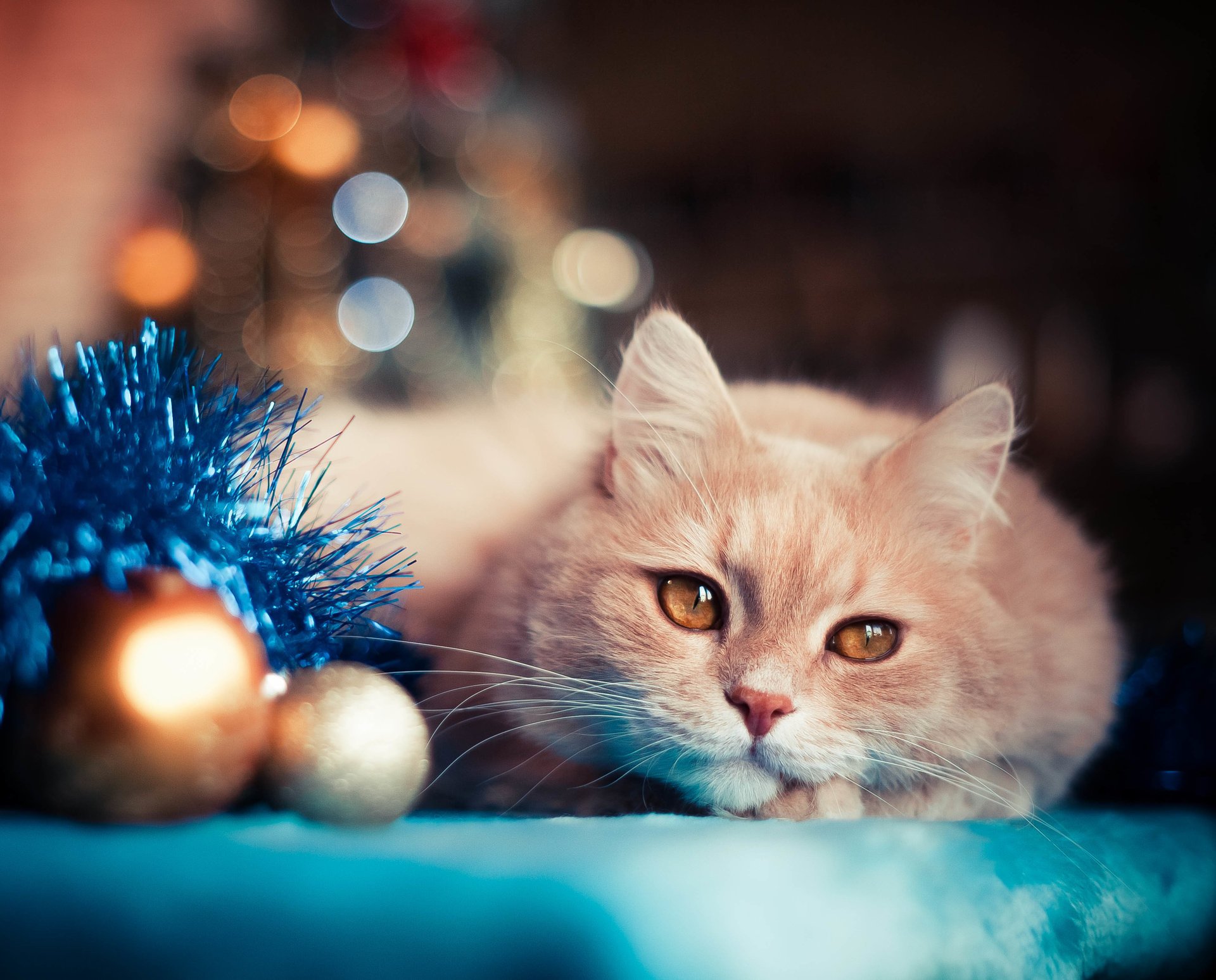 katze luftballons neues jahr spielzeug urlaub lametta bokeh