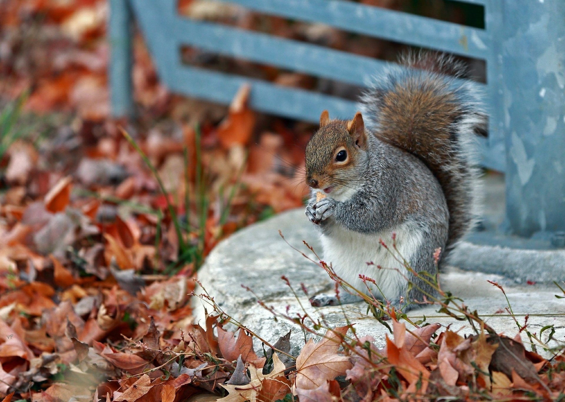 parque ardilla otoño comer hierba gris hojas