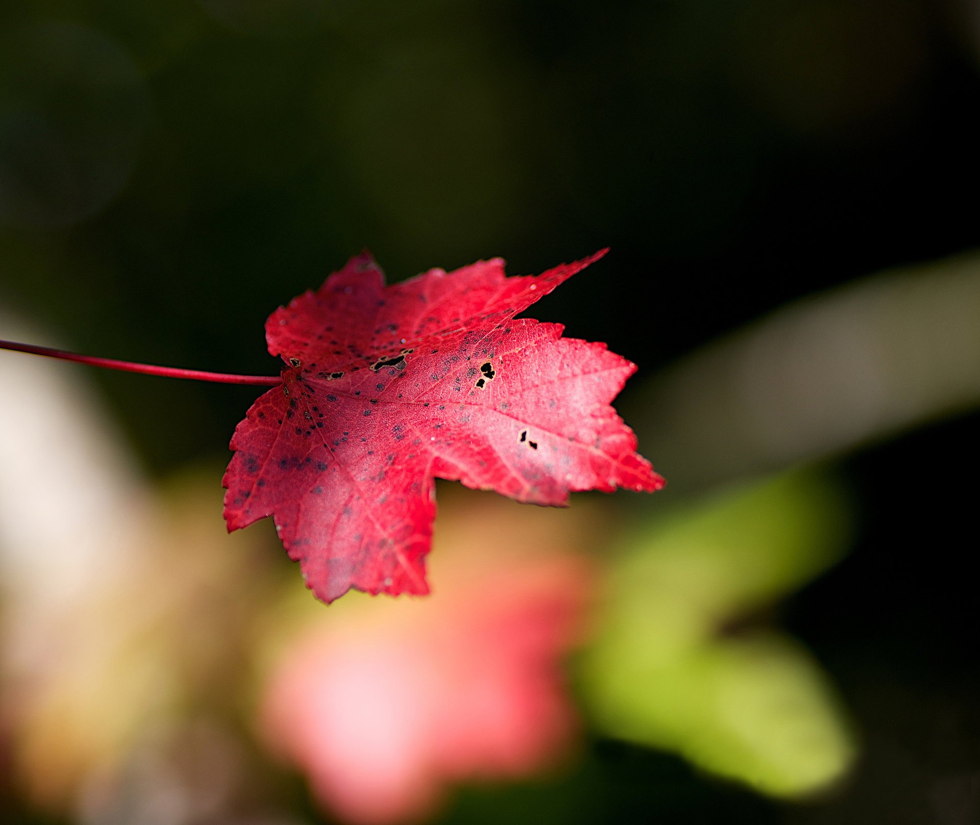 hoja desenfoque otoño fondo arce rojo