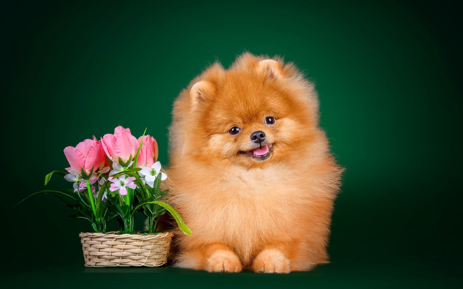 perro amigo mirada