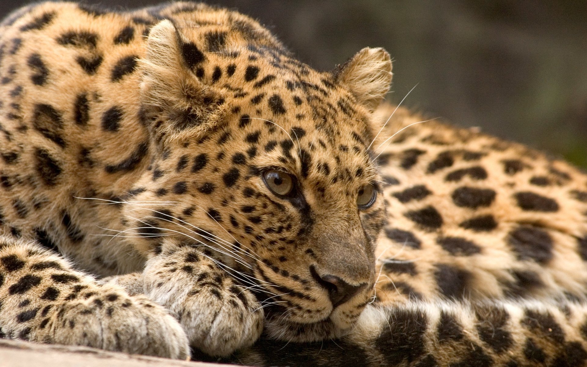 leopardo depredador bestia descanso mirada gato