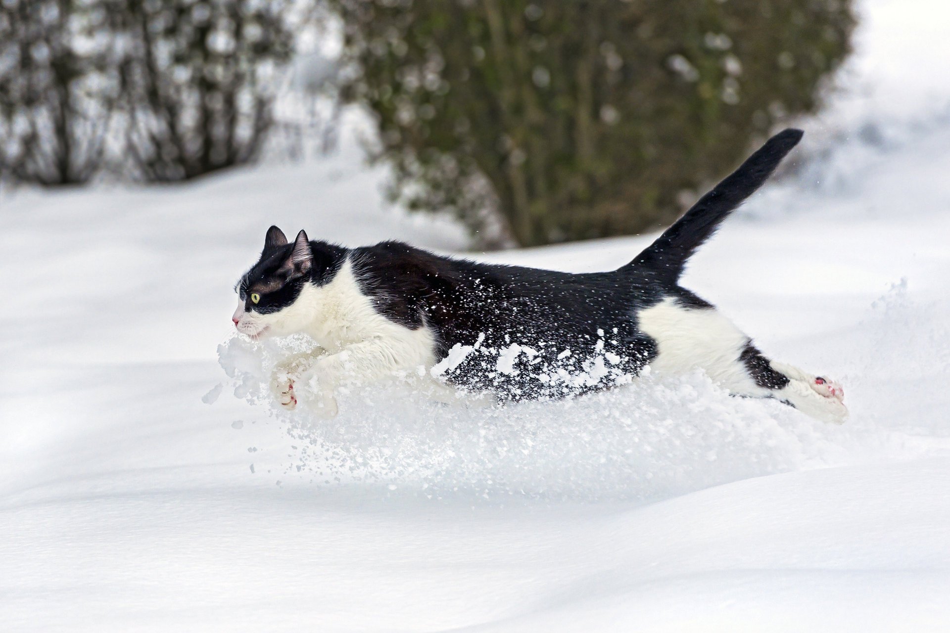 cat ctambako the jaguar running cat snow winter